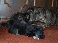 cucciolo cane toccatore